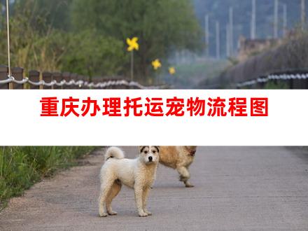重庆办理托运宠物流程图