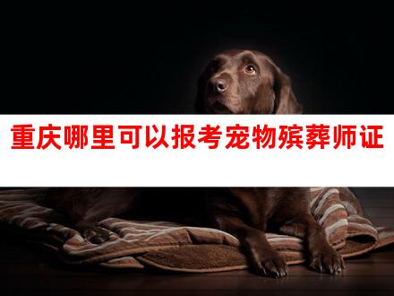 重庆哪里可以报考宠物殡葬师证