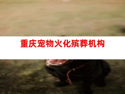 重庆宠物火化殡葬机构
