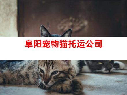 阜阳宠物猫托运公司