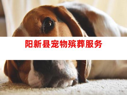 阳新县宠物殡葬服务