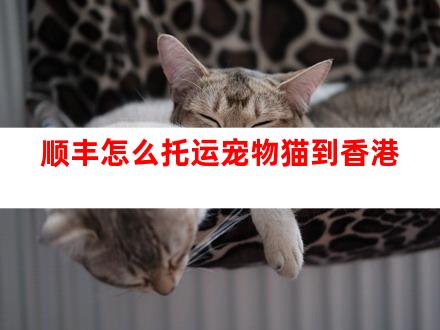 顺丰怎么托运宠物猫到香港